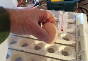 Comment positionner les œufs dans l’incubateur ?